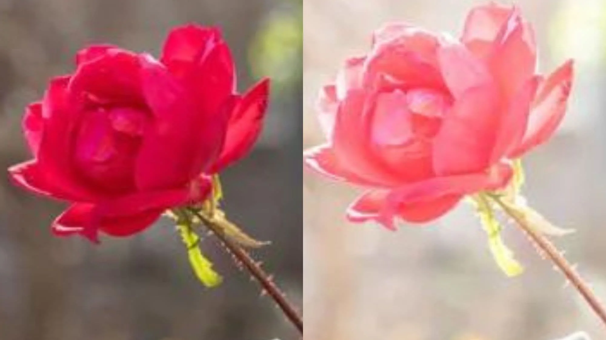 A close up of a flower.