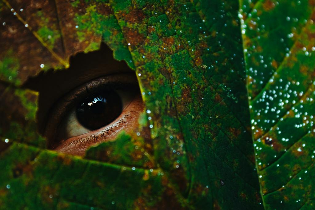 Green and Brown Leaf With Water Droplets